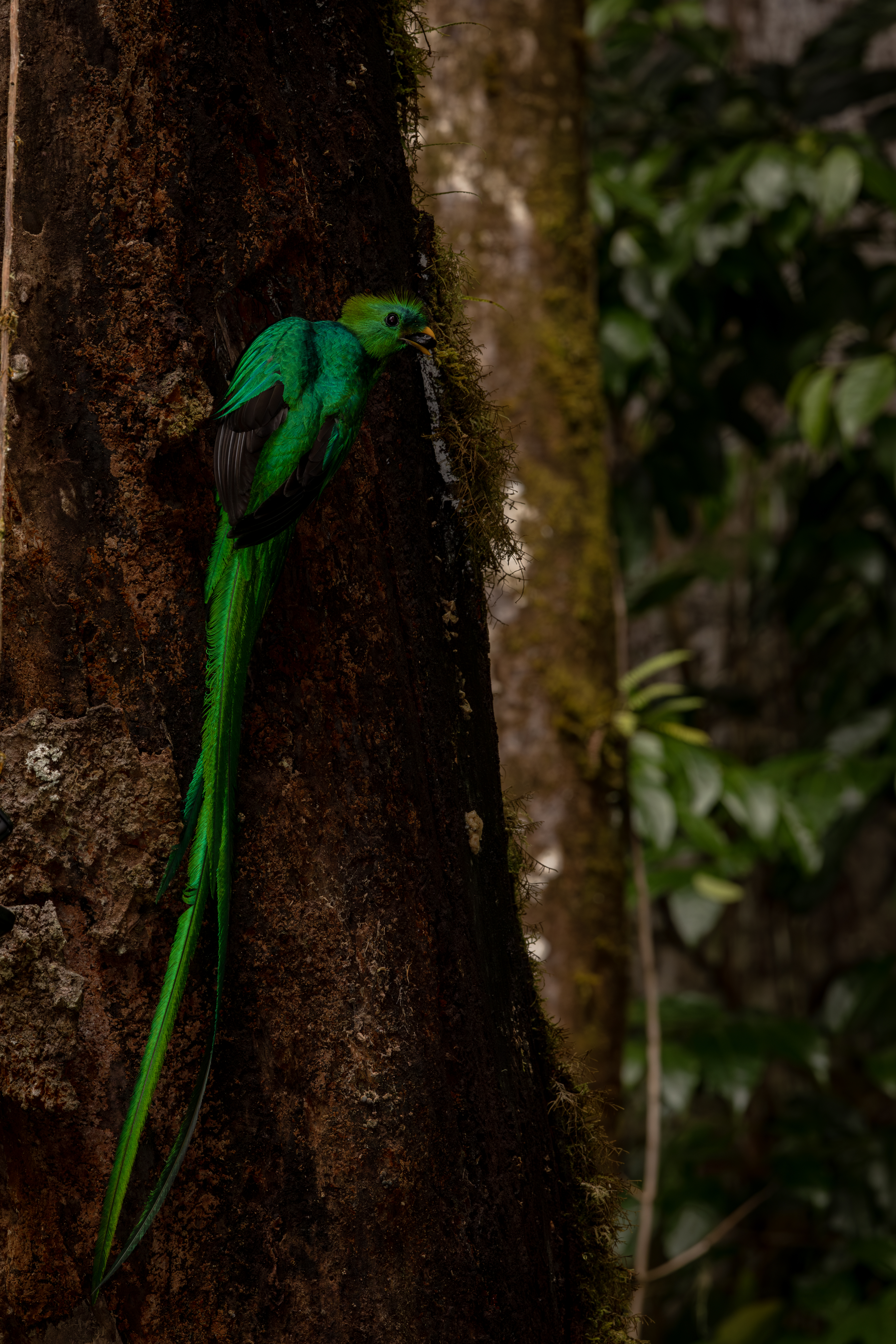 Jaguar en Corcovado