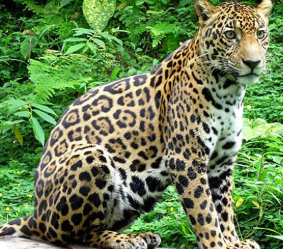 Jaguar en Corcovado