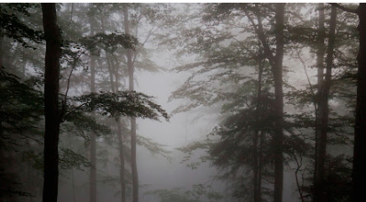 Reserva Forestal Los Santos